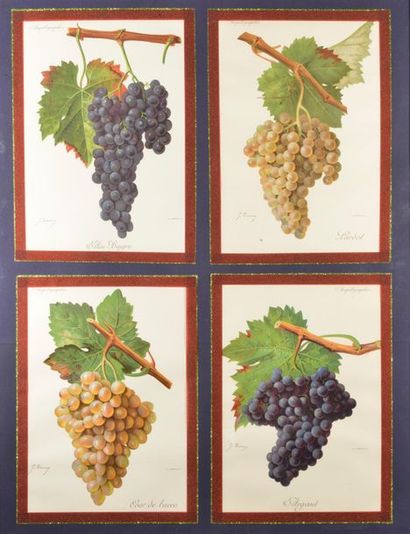 null École du XXe siècle.
Grappes de différents raisins.
Quatre gravures en couleurs...