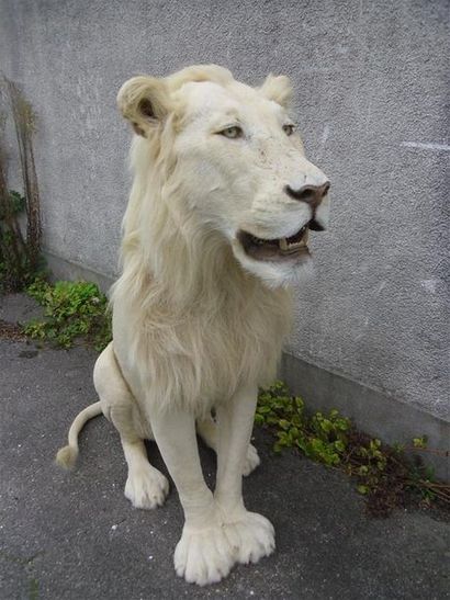 null Lion d'Afrique (Panthera leo) (II/B) source C : magnifique spécimen d'une rare...