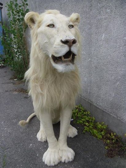 null Lion d'Afrique (Panthera leo) (II/B) source C : magnifique spécimen d'une rare...