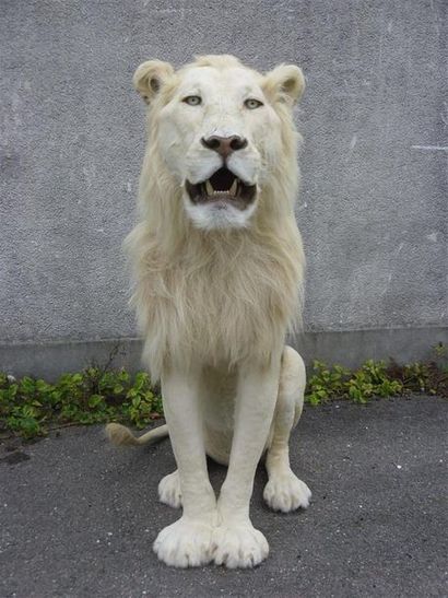 null Lion d'Afrique (Panthera leo) (II/B) source C : magnifique spécimen d'une rare...