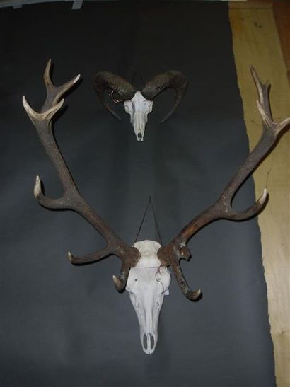 null Un crâne de cerf élaphe portant 14 cors (Cervus elaphus) (CH) avec dentition...