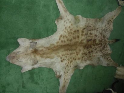 null Hyène tachetée (Crocuta crocuta) (CH) : spécimen présenté en peau plate sans...