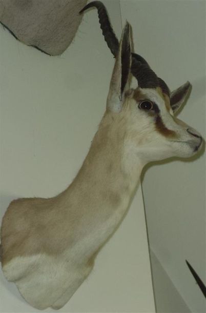 Gazelle Springbok (Antidorcas marsupialis)...