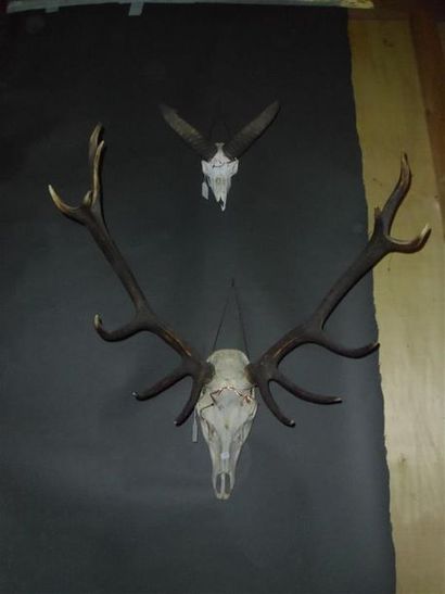 null Un crâne de cerf élaphe (Cervus elaphus) (CH) portant 13 cors avec dentition...