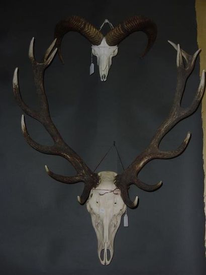 null Un crâne de cerf élaphe (Cervus elaphus) (CH) portant 14 cors avec dentition...