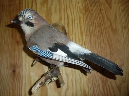 null Geai des chênes (Garrulus glandarius) (CH) : spécimen naturalisé sur branche...