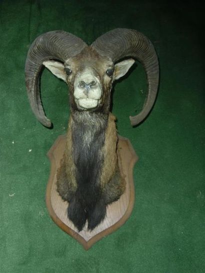 null Mouflon d'Europe (Ovis ammon) (CH) : tête naturalisée montée sur écusson