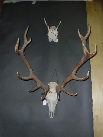 null Un crâne de cerf élaphe (Cervus elaphus) (CH) avec dentition sans mandibule...