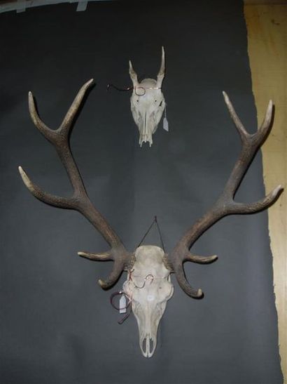 null Un crâne de cerf élaphe (Cervus elaphus) (CH) portant 10 cors avec dentition...