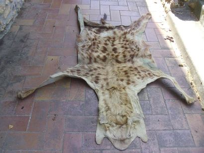 Hyène tachetée (Crocuta crocuta) (CH) : spécimen...
