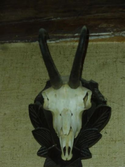 null Chamois d'Europe (Rupicapra rupicapra) (CH) : crâne avec dentition monté sur...