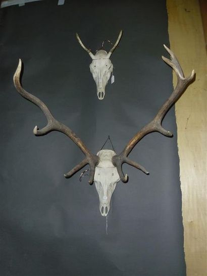 null Un crâne de cerf élaphe (Cervus elaphus) (CH) portant 10 cors avec dentition...