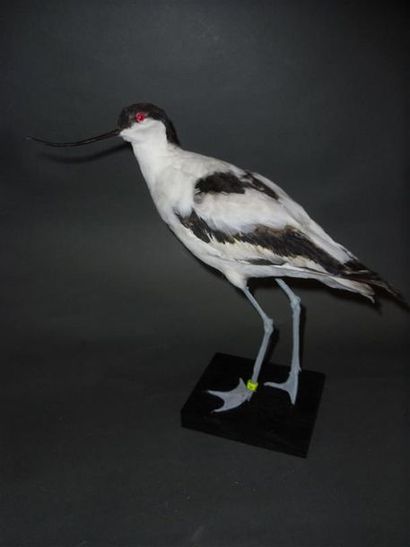 Avocette élégante (Recurvirostra avosetta)...