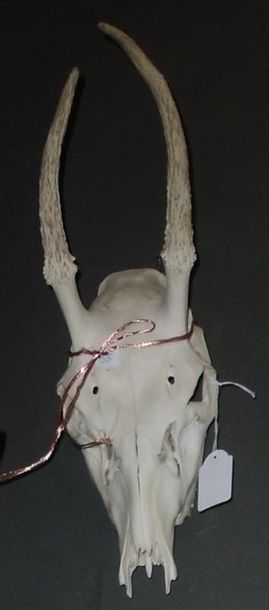 null Un crâne de cerf élaphe (Cervus elaphus) (CH) portant 12 cors avec dentition...