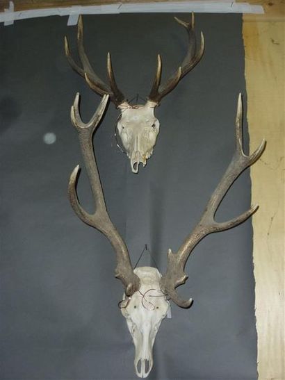 null Un crâne de cerf élaphe (Cervus elaphus) (CH) portant 9 cors avec dentition...