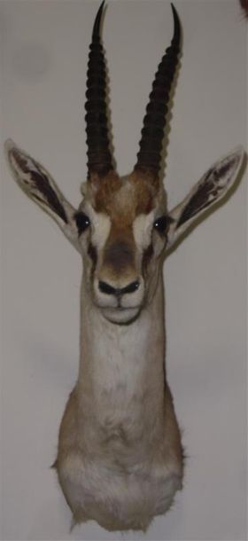 Gazelle de Thomson (Gazella thomsoni) (CH)...
