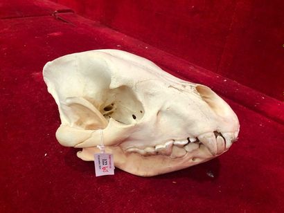 null Hyène tâcheté (crocuta crocuta) (CH). Crâne avec mandibule inférieure.