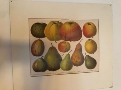 null Série de cinq gravures représentant des fruits (dont quatre encadrées)

30 x...