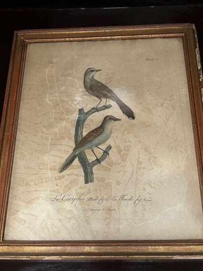 null Lot de 9 gravures dont oiseaux (30 x 24 cm) et divers. (Accidents au verre et...