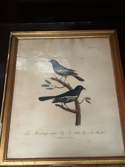 null Lot de 9 gravures dont oiseaux (30 x 24 cm) et divers. (Accidents au verre et...