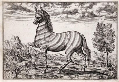 Ecole italienne du XVIIe siècle Zebra fera salvatica Eau-forte anonyme, 20,2 x 29,7...