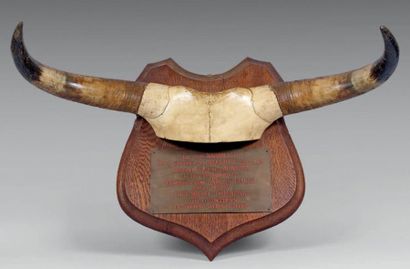 null Trophée présentant les cornes du taureau "Naranjito" de la Ganaderia de URQUIJO...