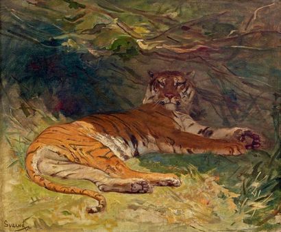 Gustave SURAND (1860-1937) Tigre au repos Huile sur toile, signée en bas à gauche....