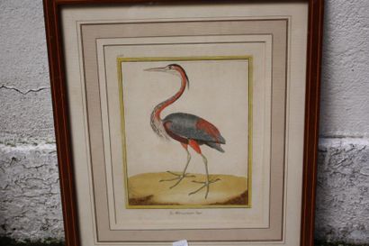 null Série de 6 gravures couleurs "les oiseaux exotiques"