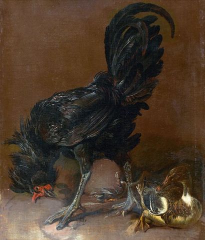 Attribué à Pieter BOEL (1622 - 1674) Coq noir et deux canards Toile. Manques. 81,5...