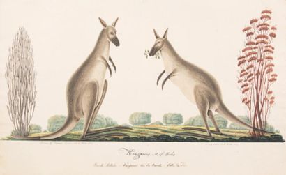 Richard BROWNE (1776-1824) Deux kangourous
Aquarelle gouachée.
29,5 x 48 cm
Signé...