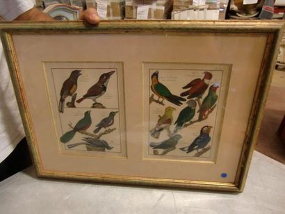 null Gravure couleur "oiseaux"
Double encadrement
26 x 19 cm