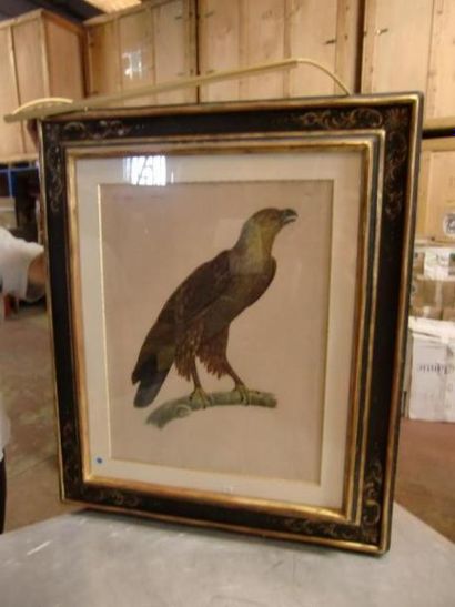 null Grande gravure "L'aigle royal"
61 x 48 cm