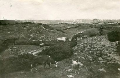 null Emile HAMONIC. Cotes du Nord, Saint Cast, pâturage sur les dunes, vers 1920....