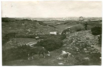 null Emile HAMONIC. Cotes du Nord, Saint Cast, pâturage sur les dunes, vers 1920....