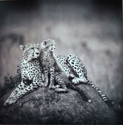 null André BOSMANS. « Saba and her cub », Kenya, 2010.  Photographie montée sur panneau...