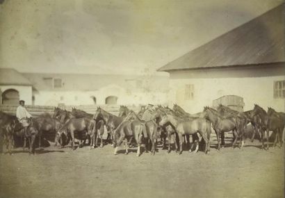 null RUSSIE. Ensemble de trente photographies (30) équestres et militaires russes...