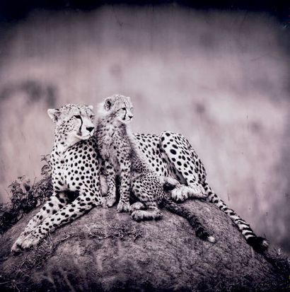 ANDRE BOSMANS Saba and her cub, Kenya, 2010
Tirage C-print Lambda monté sur Dibond....