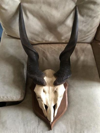 null Elan du Cap (Taurotragus oryx) (CH) : massacre monté sur écusson

Collection...