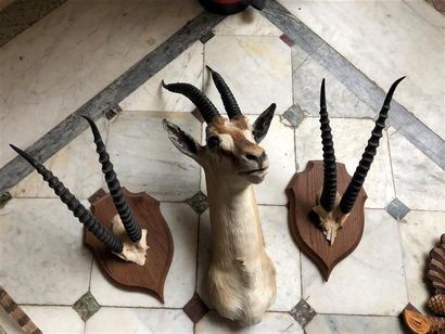 null Gazelle de Thomson (Gazella thomsoni) (CH) : 2 massacres montés sur écusson.

Collection...