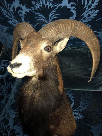 null Mouflon d'Europe (Ovis ammon) (CH) : tête en cape avec au revers plaque indiquant...