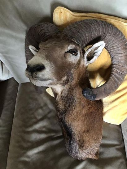 null Mouflon d'Europe (Ovis ammon) (CH) : tête en cape

Collection salle des trophées...