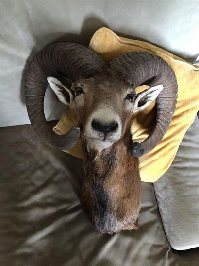 Mouflon d'Europe (Ovis ammon) (CH) : tête...