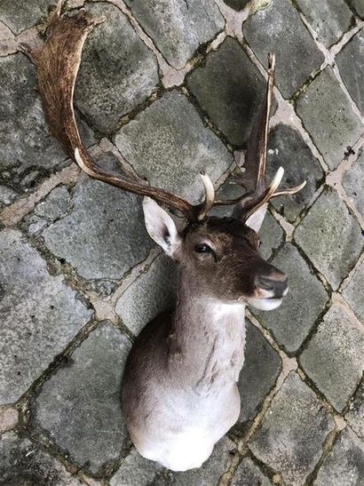 null Daim (Dama dama) (CH) : magnifique tête en cape d'un spécimen avec beau trophée...