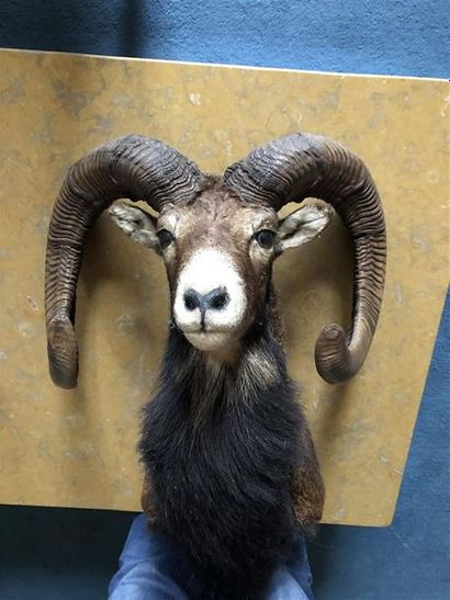 Mouflon d'Europe (Ovis ammon) (CH) : tête...