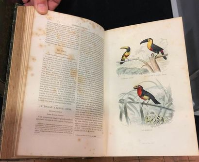 null BUFFON. Œuvres. Furne, 1848, 6 volumes in-4 reliés. Planches couleurs. Rous...