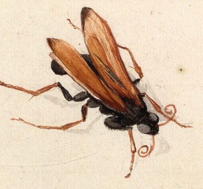 JAN VINCENTSZ VAN DER VINNE (HAARLEM, 1663 - 1721) Etudes de sauterelles et de mouches
Plume,...