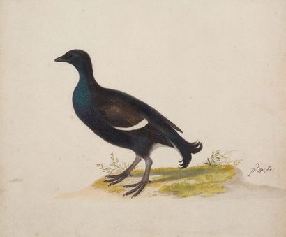 HERMAN HENSTENBURGH (HOORN, 1667 - 1726) Oiseau aux plumes turquoises
Plume, aquarelle...