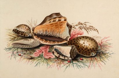 null Set of two sheets: HOLLAND

SCHOOL OF THE 19th CENTURY
Nautilus Watercolour
drawing
16...