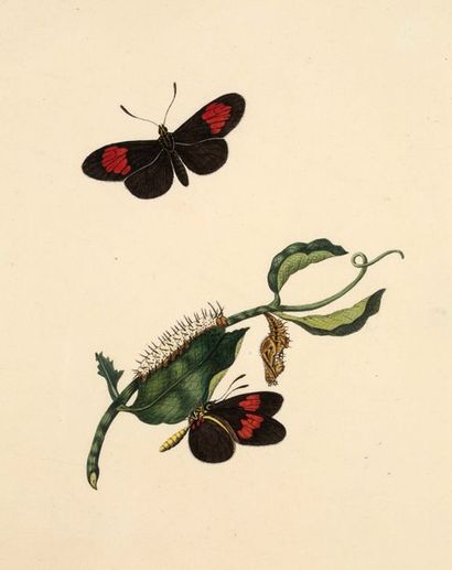 null Lot de deux feuilles:

ECOLE HOLLANDAISE DU XVIIIe SIÈCLE
Etude de deux papillons
Plume...
