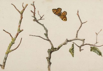 null Butterfly and branches covered with moss

Butterfly and branches covered with...